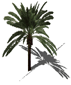 render_landscape_palm_cross_align.gif (4057 bytes)